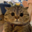 котик степан