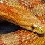 CoRnSnAkE