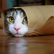 Burrito Cat
