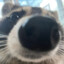 Daboo