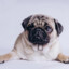 PUGGY