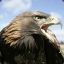 EAGLESHUNTER