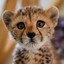 Little Cheetah