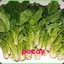Sayur Mayur