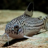 Corydorkas