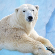 БЕЛЫЙ МЕДВЕДЬ