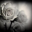 T33thflowers