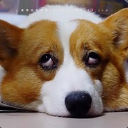 corgiku1008
