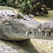 [ПУБЕРТАТ]阴茎受到