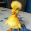 EL Duck