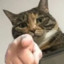 神里绫人的猫