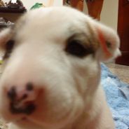 我有保險我先上