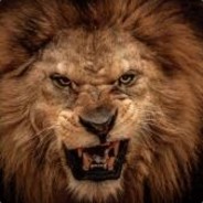 鸭儿一甩 纵横四海！