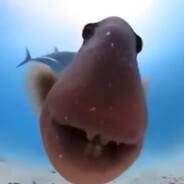 [Ve] Острожно сялед