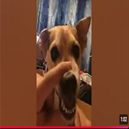 Dog sings lalalala