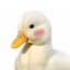 cute duck [muted]