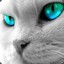 GrayCat