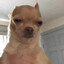 Randome_dog