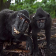 满山猴子我腚最红