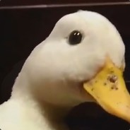 Initial_Duck