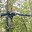 tiny man normal gun