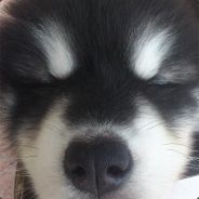 一杯鲜豆浆