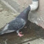 pigeon