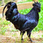 ✯ black cockerel ™