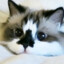 ballerinakitty