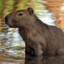 The Capybara