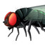 ENKULEUR 2 MOUCHE