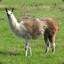 Your Mama&#039;s Llama