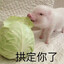 野猪拱白菜