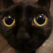 不好意思哈军团，我以为是人类才出刀的