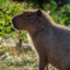 Capybara