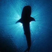 lanier67 - steam id 76561197970463633