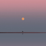 要扫除一切害人虫