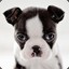 Boston_Terrier