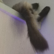 指南针成精爱指明方向