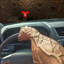 F150vsDEER