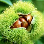 哈尔滨红肠-战痕累累