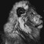 The Lion