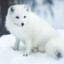 Arctic Foxo