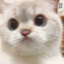 linmeow
