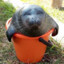 bucket seal