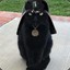 Darth Meow