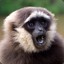 HipGibbon