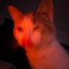 Hungry Ass Fawking Kitty