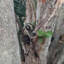 Veellmoon the raccoon