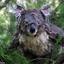 Koala In The Rain